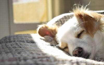 5 Easy Ways To Reduce Pet Hair In Your Home